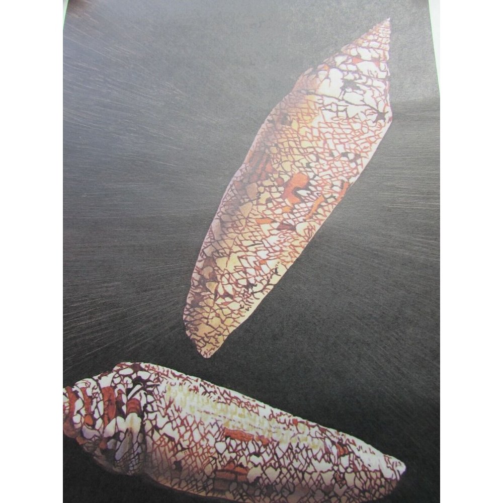 Vintage Glory Bengal Shell Lithograph Print Helen de Werd United Airlines 52840